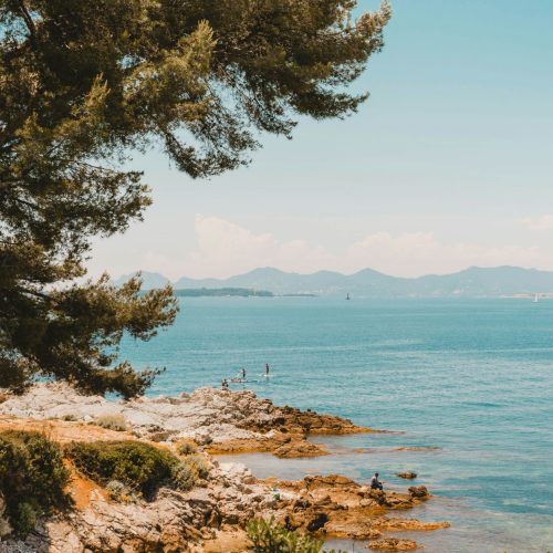 Vue sur une crique avec la mer et un arbre avec en arrière-plan les montagnes niçoises