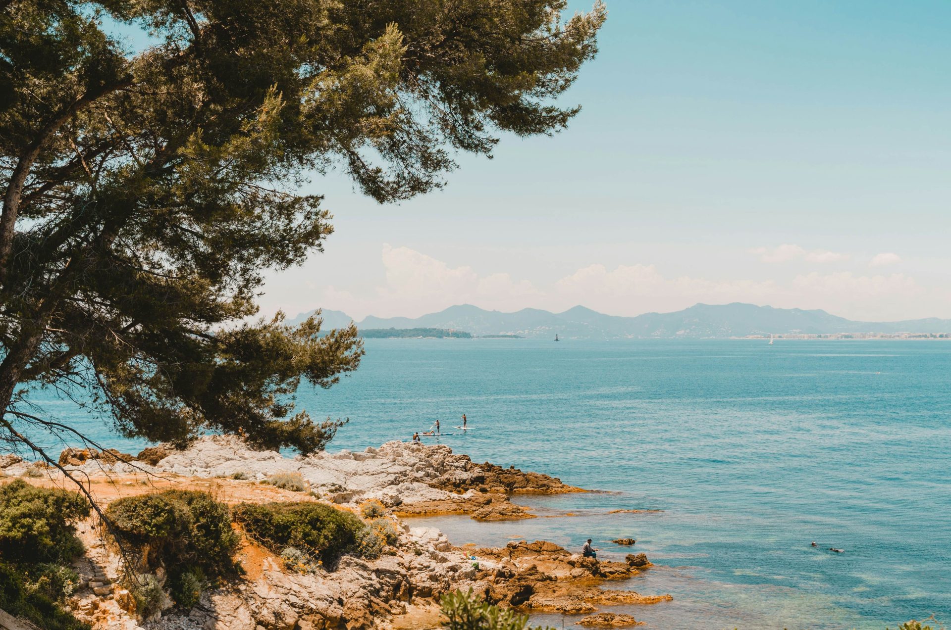 Vue sur une crique avec la mer et un arbre avec en arrière-plan les montagnes niçoises